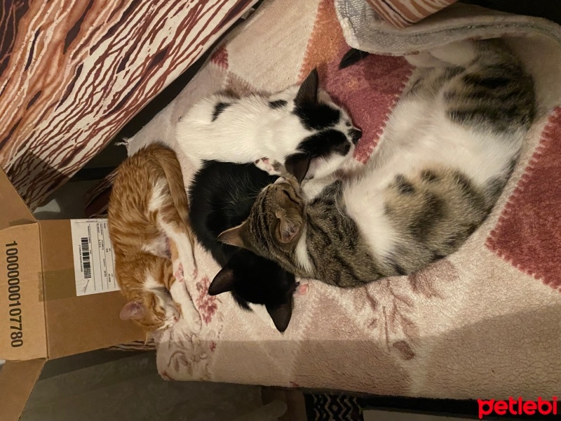 Tekir Kedi, Kedi  Pati fotoğrafı