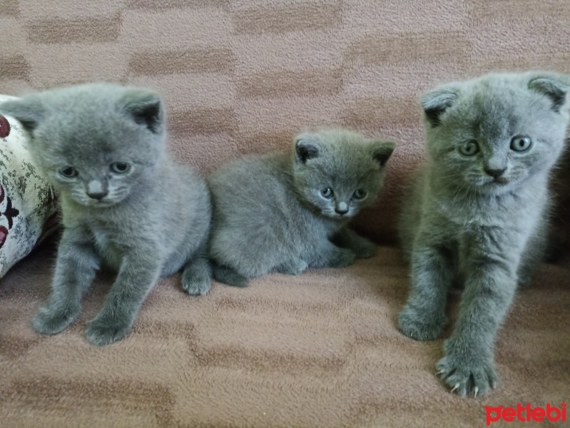 British Shorthair, Kedi  Gümüş fotoğrafı