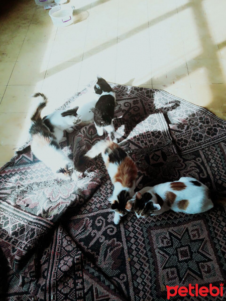Tekir Kedi, Kedi  İsim Koyamadık fotoğrafı
