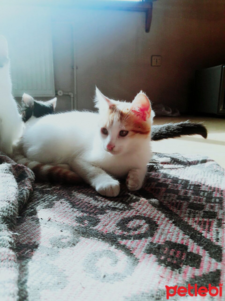 Tekir Kedi, Kedi  İsim Koyamadık fotoğrafı