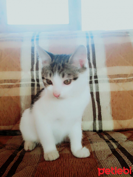 Tekir Kedi, Kedi  İsim Koyamadık fotoğrafı