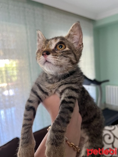 Tekir Kedi, Kedi  Minik fotoğrafı