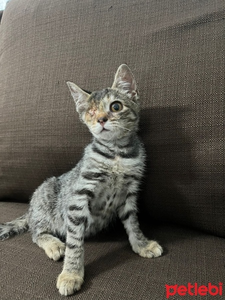 Tekir Kedi, Kedi  Minik fotoğrafı