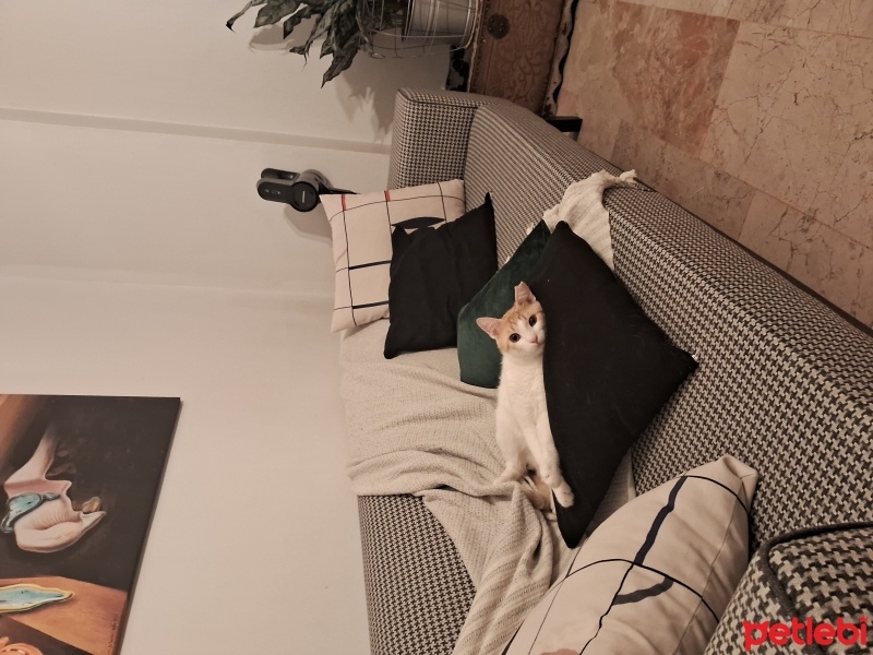 Sarman, Kedi  Rüzgar fotoğrafı