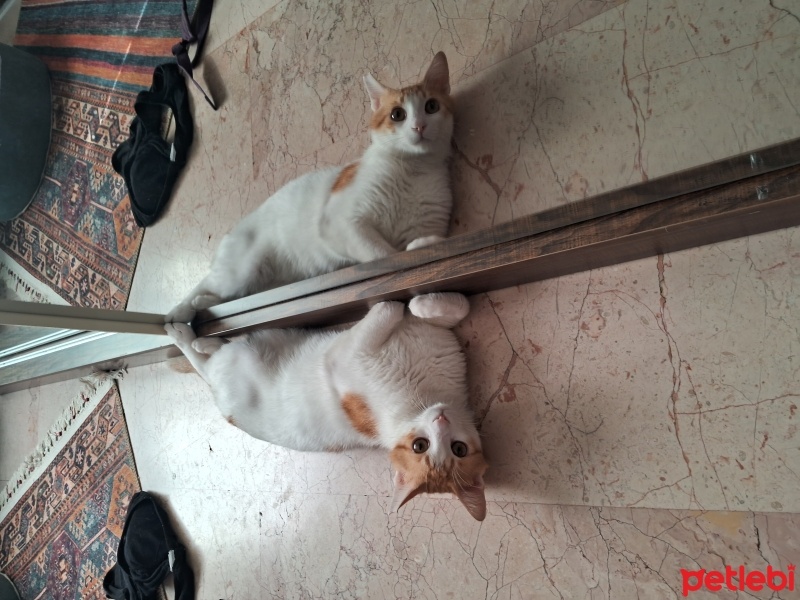 Sarman, Kedi  Rüzgar fotoğrafı