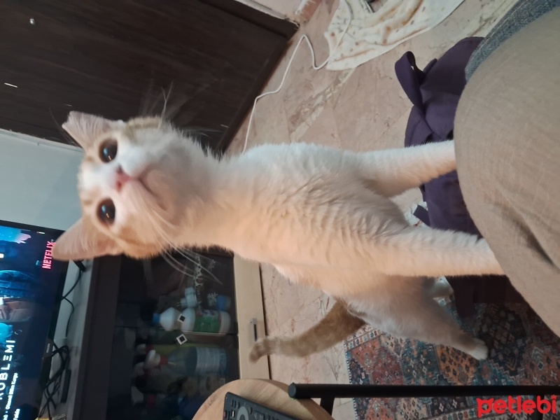 Sarman, Kedi  Rüzgar fotoğrafı