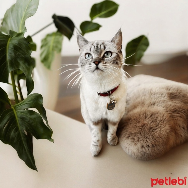 British Shorthair, Kedi  Güneş fotoğrafı