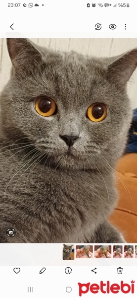 British Shorthair, Kedi  Pafi fotoğrafı