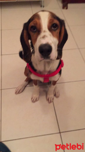 Fin Tazısı, Köpek  Şans fotoğrafı