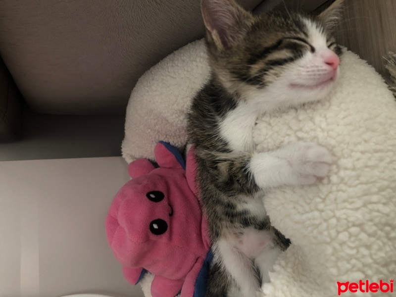 Tekir Kedi, Kedi  Krobus fotoğrafı