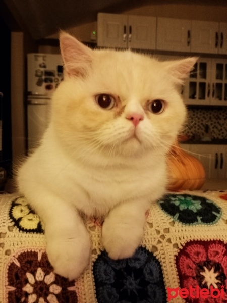 Exotic Shorthair, Kedi  AŞİL fotoğrafı