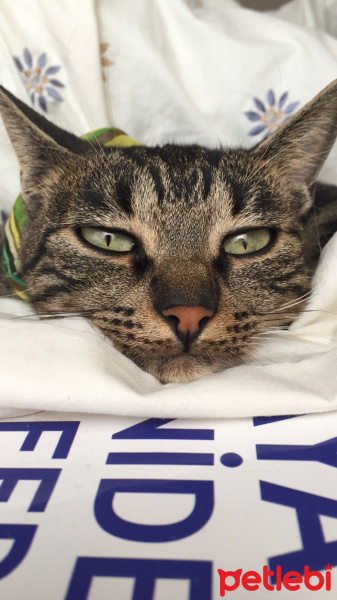 Tekir Kedi, Kedi  Kafka fotoğrafı
