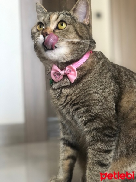 British Longhair, Kedi  Pakize fotoğrafı
