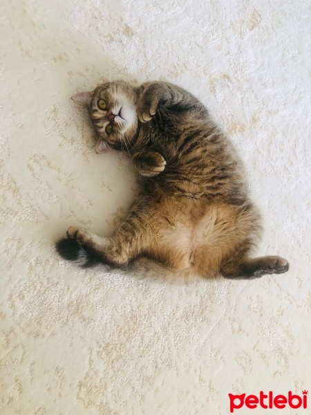 British Longhair, Kedi  Pakize fotoğrafı