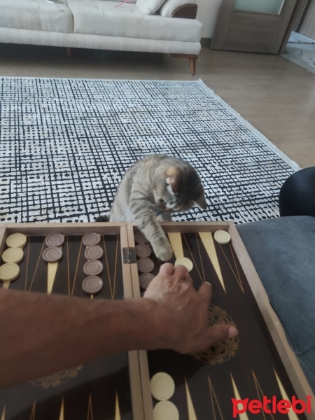 British Longhair, Kedi  Pakize fotoğrafı