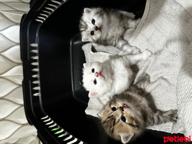 Scottish Fold, Kedi  Adını sahibi koyacak fotoğrafı