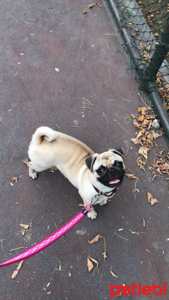 Pug, Köpek  GUCCI fotoğrafı