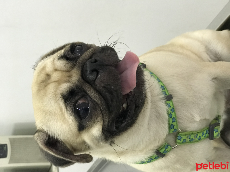 Pug, Köpek  GUCCI fotoğrafı