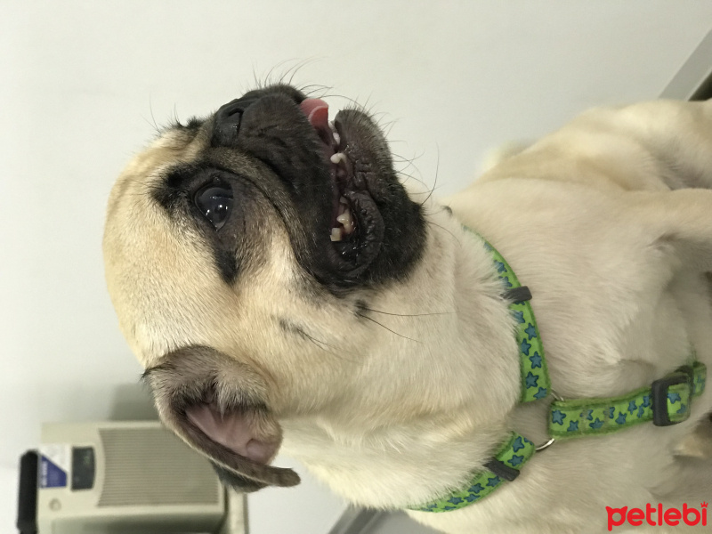 Pug, Köpek  GUCCI fotoğrafı