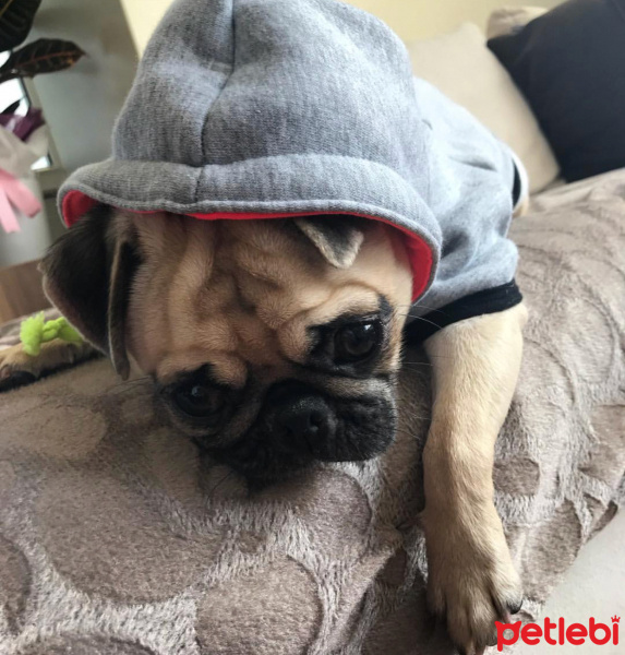 Pug, Köpek  GUCCI fotoğrafı
