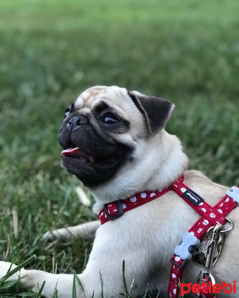 Pug, Köpek  GUCCI fotoğrafı