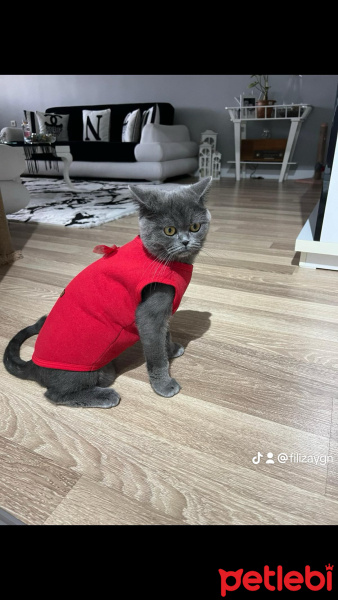 British Shorthair, Kedi  Gece fotoğrafı