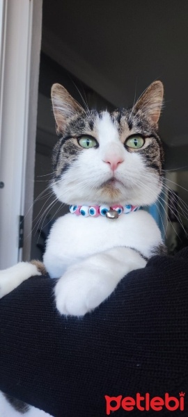 Tekir Kedi, Kedi  İrmik fotoğrafı