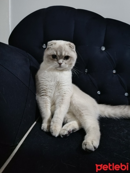 Scottish Fold, Kedi  Paşa fotoğrafı