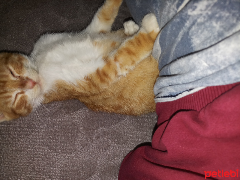 Tekir Kedi, Kedi  Tarçın fotoğrafı