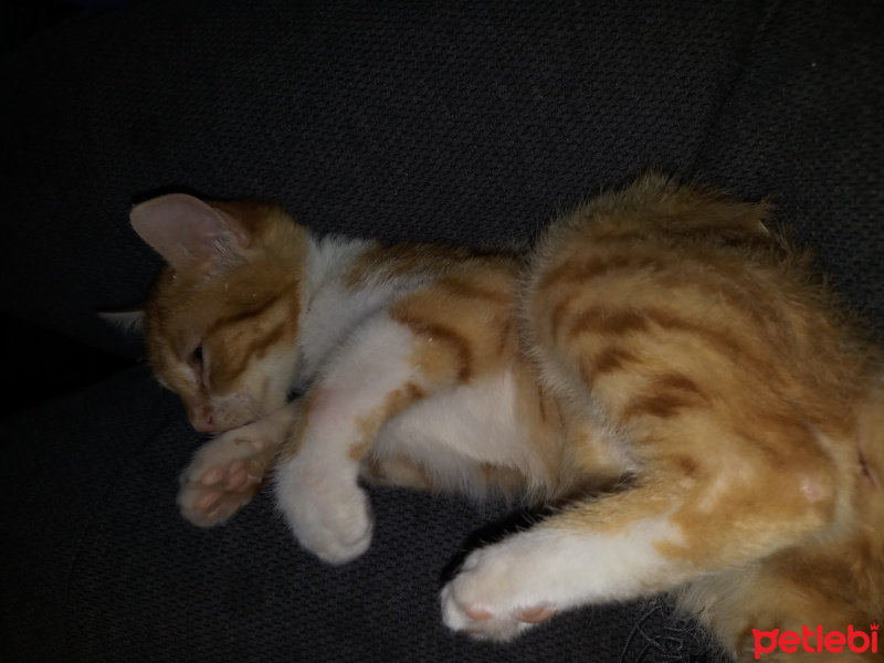 Tekir Kedi, Kedi  Tarçın fotoğrafı