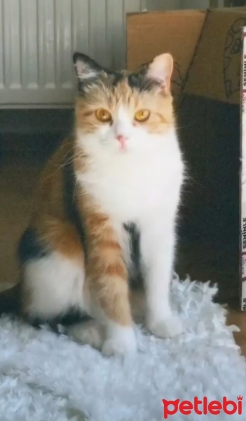British Shorthair, Kedi  Badem fotoğrafı