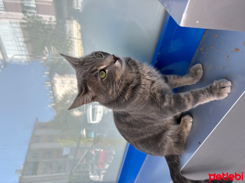 Tekir Kedi, Kedi  Kurşun fotoğrafı