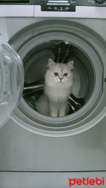 British Longhair, Kedi  Oscar fotoğrafı