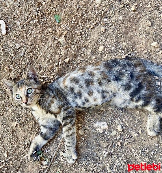 Bengal, Kedi  Zilli fotoğrafı