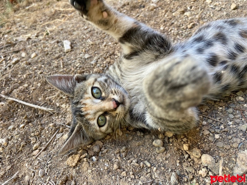 Bengal, Kedi  Zilli fotoğrafı