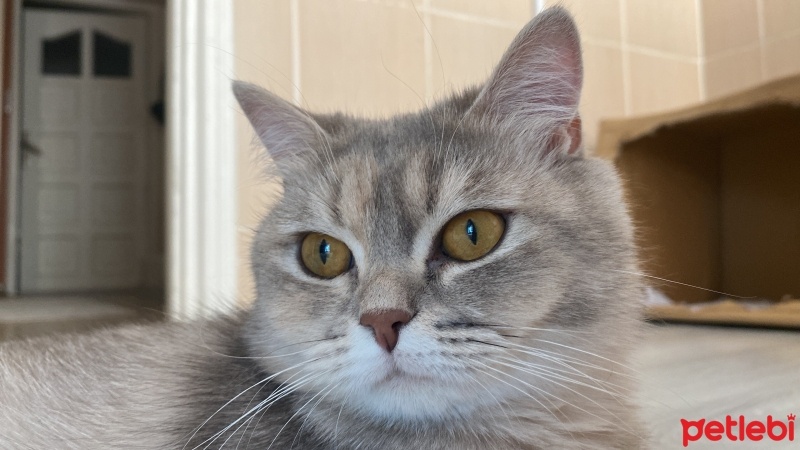 British Shorthair, Kedi  şuşu fotoğrafı