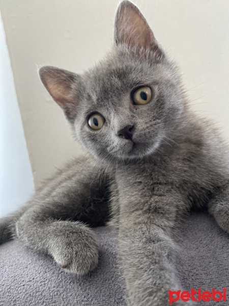British Shorthair, Kedi  Alex fotoğrafı