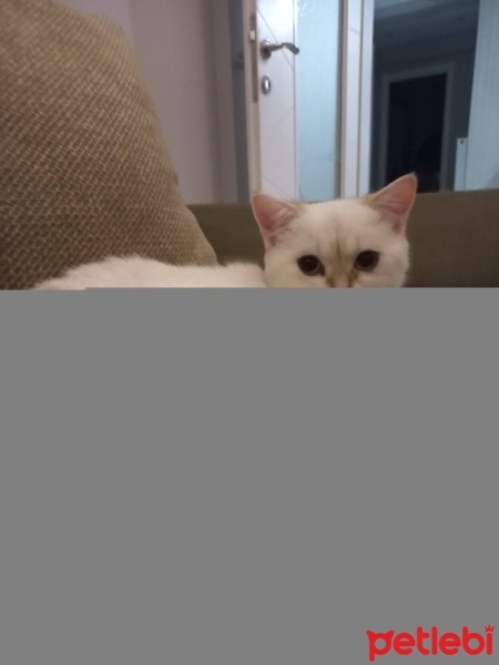 Brazilian Shorthair, Kedi  Mia fotoğrafı