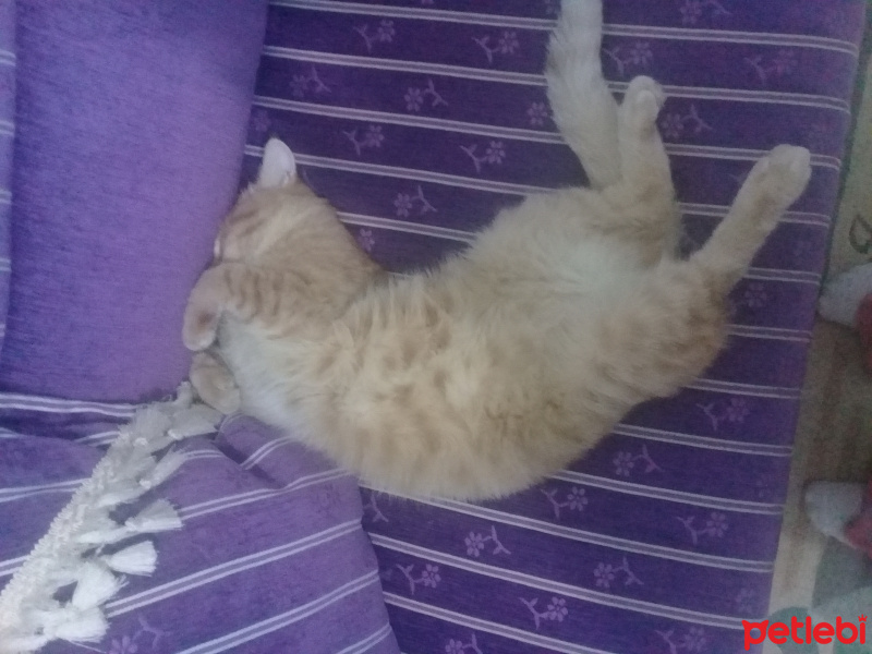 Tekir Kedi, Kedi  Tarcin fotoğrafı