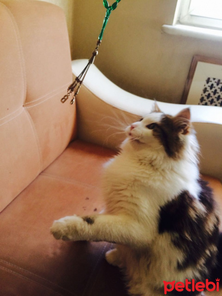 Norwegian Forest, Kedi  Leke fotoğrafı