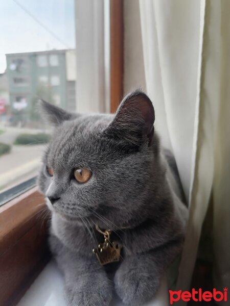 British Shorthair, Kedi  Karamel fotoğrafı