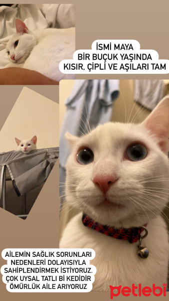 Van Kedisi, Kedi  Maya fotoğrafı