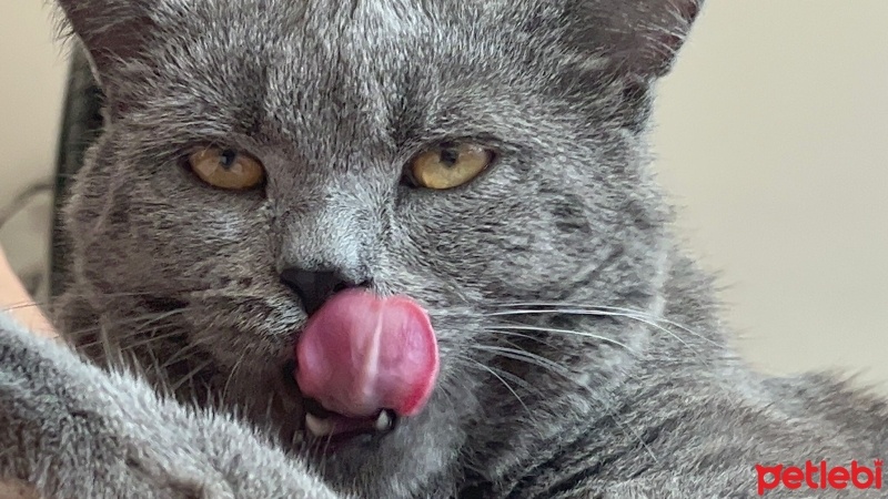British Shorthair, Kedi  Leto fotoğrafı