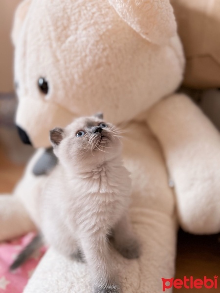 Scottish Fold, Kedi  Sütlaç fotoğrafı