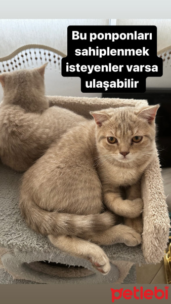 British Shorthair, Kedi  Ponpon ve Midas fotoğrafı