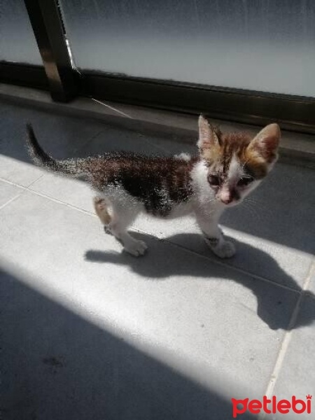 Tekir Kedi, Kedi  İsmi yok fotoğrafı