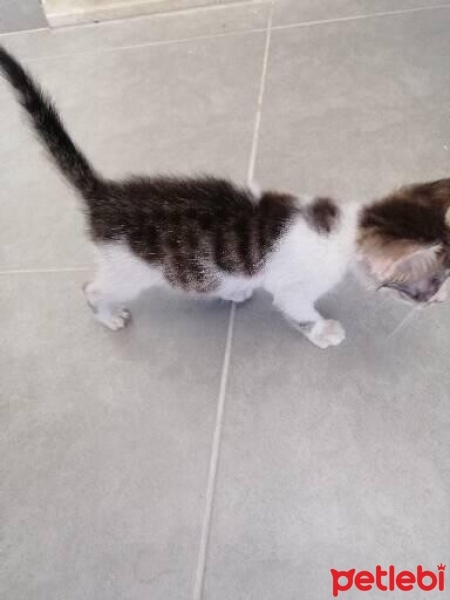 Tekir Kedi, Kedi  İsmi yok fotoğrafı