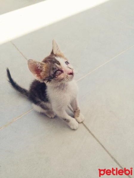 Tekir Kedi, Kedi  İsmi yok fotoğrafı