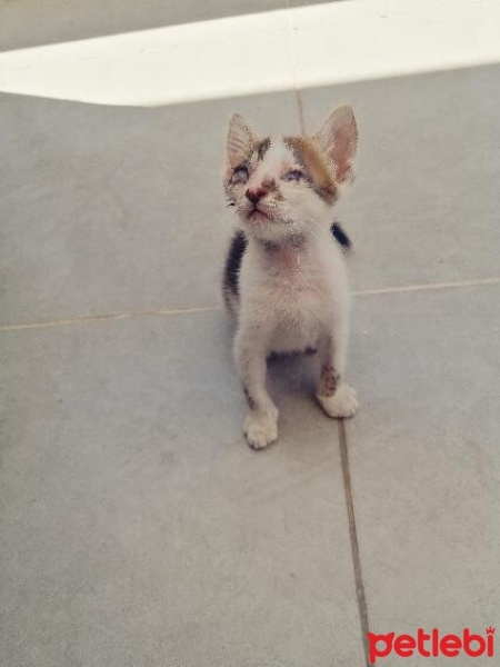 Tekir Kedi, Kedi  İsmi yok fotoğrafı