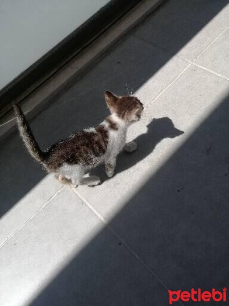 Tekir Kedi, Kedi  İsmi yok fotoğrafı